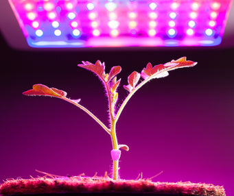 Plant growing with LED Lights